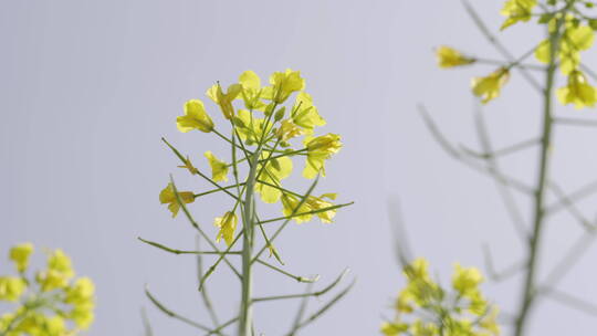 油菜花海