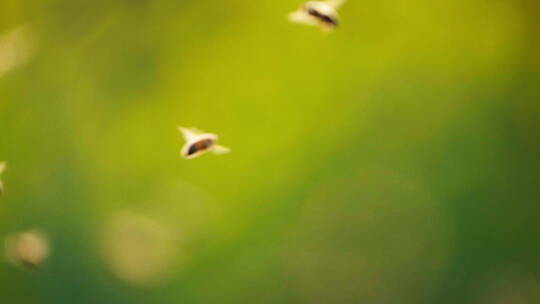 春天绿色背景下空中飞舞的蜜蜂慢镜头