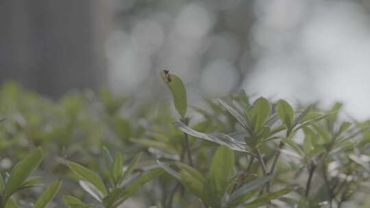 实拍慢镜头扫落叶剪树叶自然光感修剪花园