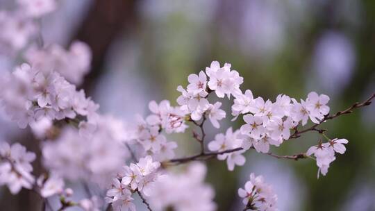 春日樱花