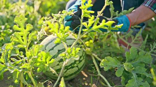 西瓜植株特写小成熟浆果和农民的手