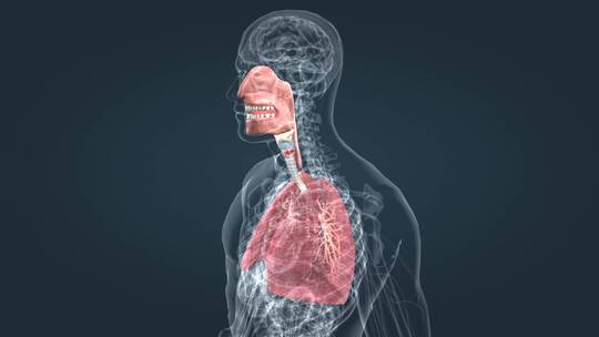 上呼吸道肺呼吸肺活量深呼吸医学人体器官