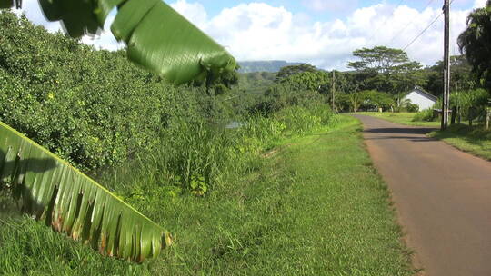 乡村土路旁的香蕉叶特写