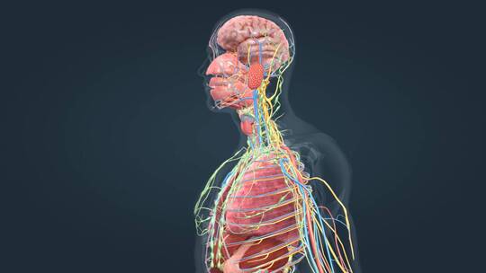 消化系统人体解剖口腔食管肠道胃三维人动画