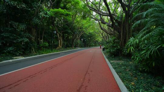 森林公园里的林荫大道林间小路