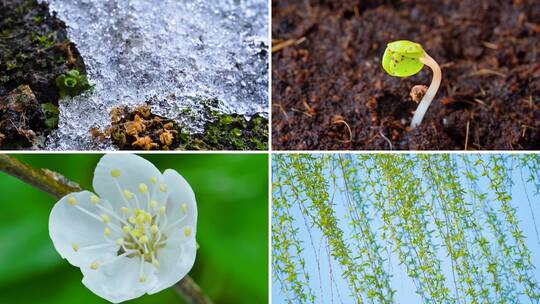 冰雪融化 发芽 开花