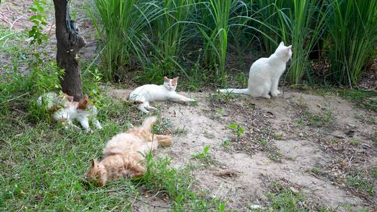一群猫在户外休息开会
