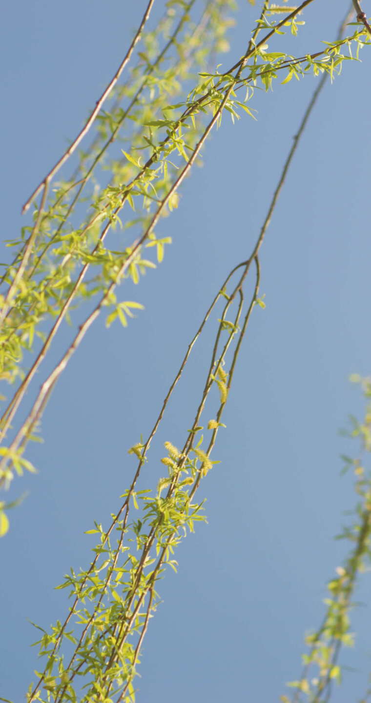 春天刚刚发芽的柳枝