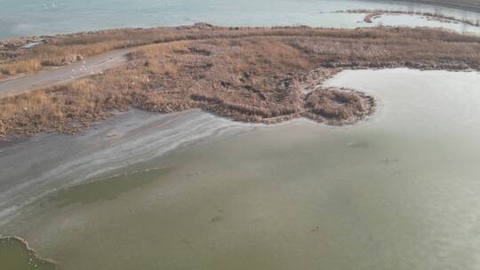 北方冬季河流湿地风光鸟类自然航拍