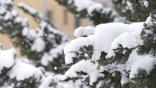 冬天下雪唯美雪景松树枝头被雪覆盖