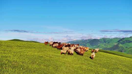 新疆伊犁大草原羊群