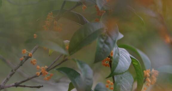 秋天微风桂花盛开微距特写空镜