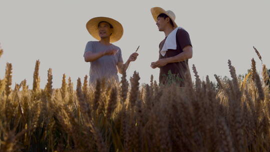 科研人员和农民在麦田里交流技术视频素材模板下载
