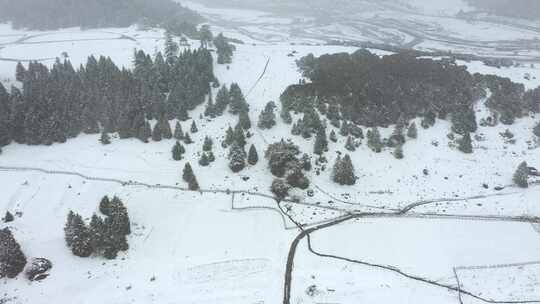 西藏林芝鲁朗林海雪原冬天乡村雪景风光航拍