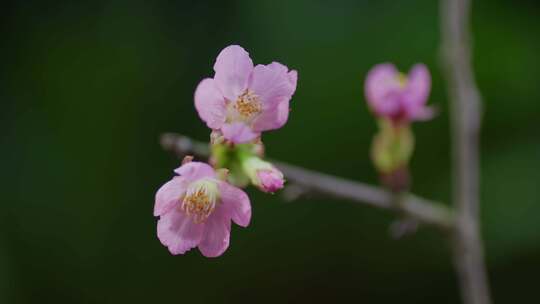 春天粉色樱花早樱花卉