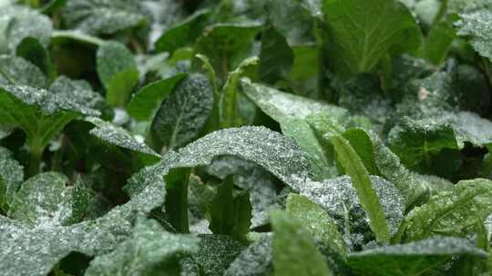 冰雹雪粒子冰冻的绿叶