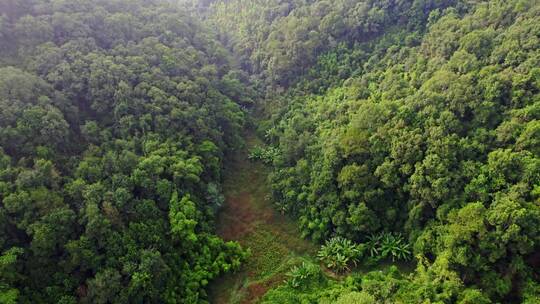 原始森林大山航拍深山天然氧吧热带雨林