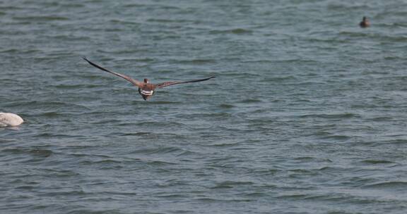 一只大雁在湖面上方飞行慢镜头