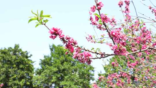 桃花盛开实拍