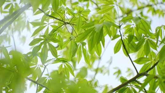 阳光下的绿色树叶特写