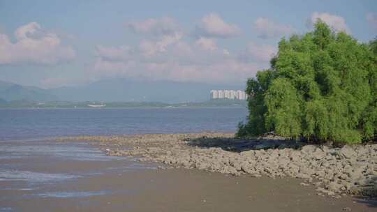 深圳湾滨海栈道，红树林生态海洋环境