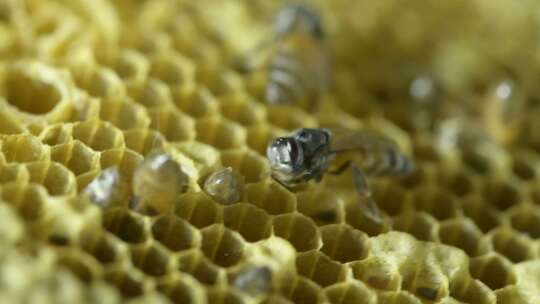 蜜蜂 蜂巢 蜂蜜