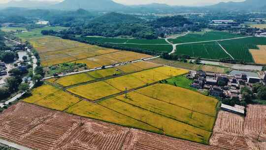 稻谷田野吹风  小麦  谷物  田园风光