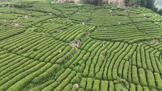 茶园采茶，春茶