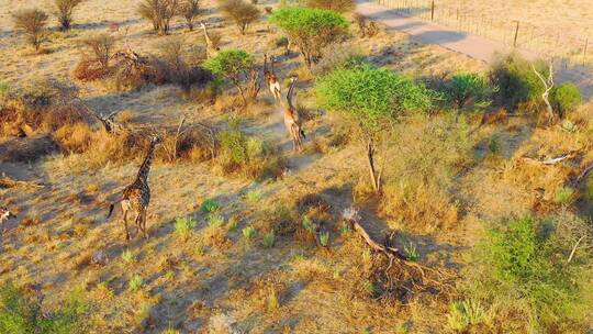 野生动物园长颈鹿自由奔跑视频素材模板下载