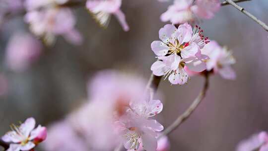春天盛开的粉色桃花山桃花朵全景满画幅