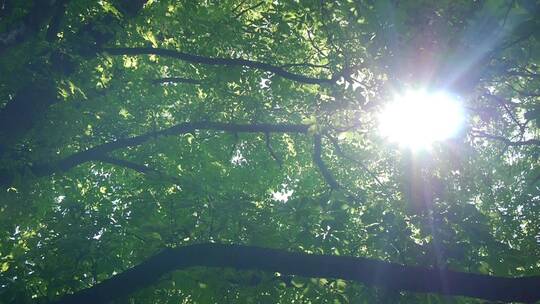 大树树枝阳光漏光