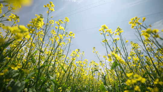 油菜花 油菜花海 乡村振兴 田野