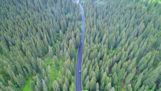 穿过森林和草地的公路上的汽车