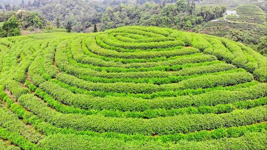 四川雅安大地指纹茶山茶园航拍