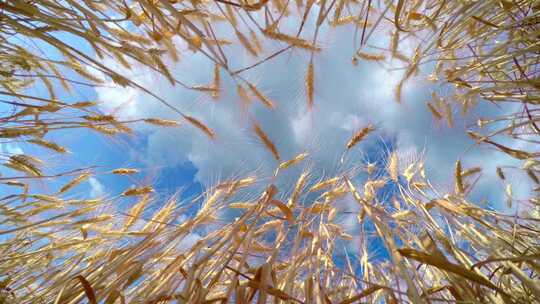 低角度旋转拍摄蓝天流云下金黄色的麦穗