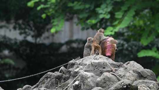 东莞人民公园猴山的猴子