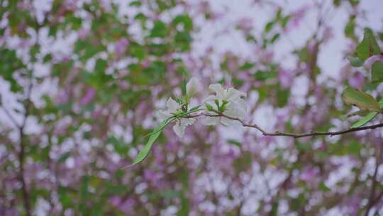 清明踏青春季赏花红紫荆水平视角