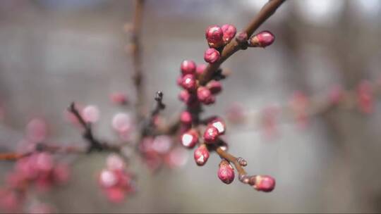 春天杏树的花