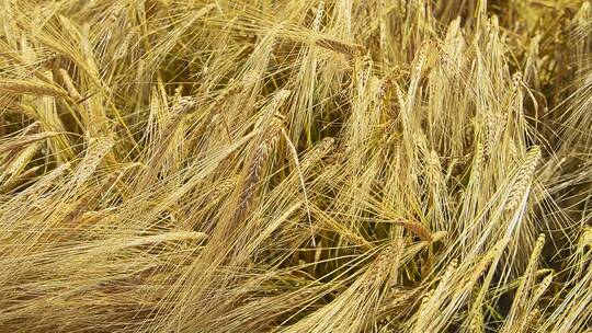 秋天成熟的麦田，丰收的景象
