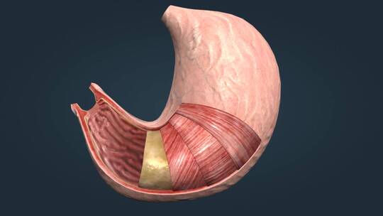 胃部解剖贲门幽门浆膜黏膜环形纵形平滑肌层