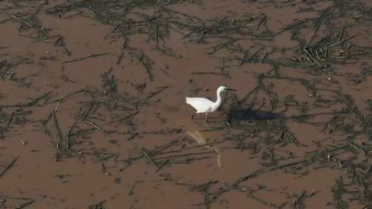 一只白鹭在田野里觅食