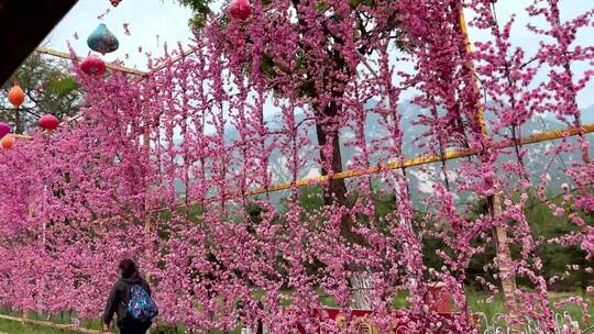 风景区游览桃花节爬山凤凰岭