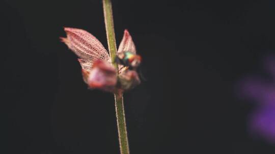 黑色背景下花朵上的苍蝇