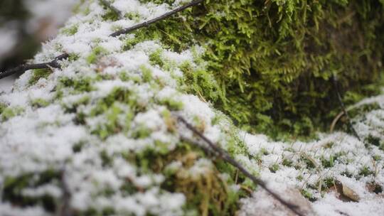 雪中长满青苔的树根视频素材模板下载