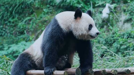 大熊猫挠痒