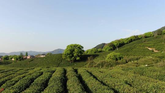 航拍西湖龙井茶园