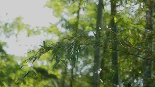 竹林竹叶飘动