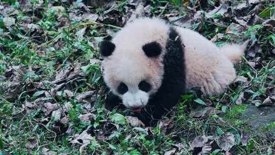 大熊猫幼崽