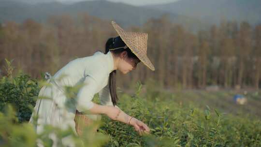 采茶姑娘 实拍春茶素材