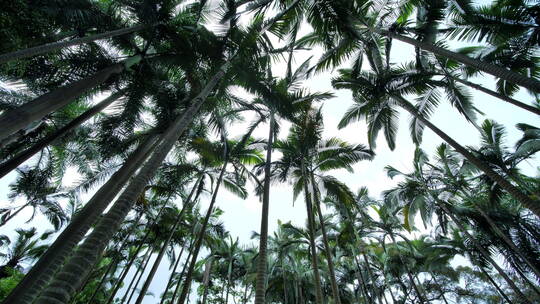 热带植物园高大的假槟榔树